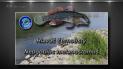 Nový druh ryby v severočeském Labi - hlaváč černoústý - Foto 1
