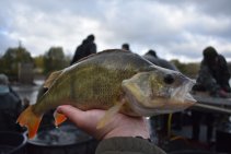 Výlov Habrovického rybníka 2025 - Foto 5