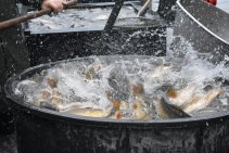 Výlov Habrovického rybníka 2025 - Foto 15