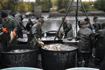 Výlov Habrovického rybníka 2025 - Foto 16