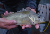 Výlov Habrovického rybníka 2025 - Foto 18