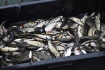 Výlov Habrovického rybníka 2025 - Foto 22