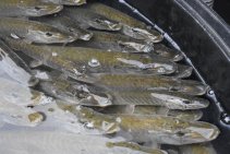 Výlov Habrovického rybníka 2025 - Foto 25