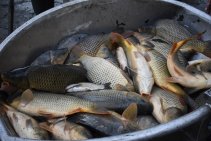 Výlov Habrovického rybníka 2025 - Foto 29