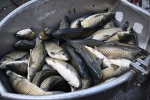 Výlov Habrovického rybníka 2025 - Foto 33