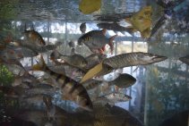 Výlov Habrovického rybníka 2025 - Foto 49