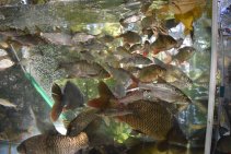 Výlov Habrovického rybníka 2025 - Foto 50