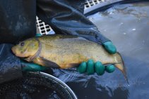 Výlov Habrovického rybníka 2025 - Foto 62